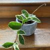 Hoya carnosa Albomarginata