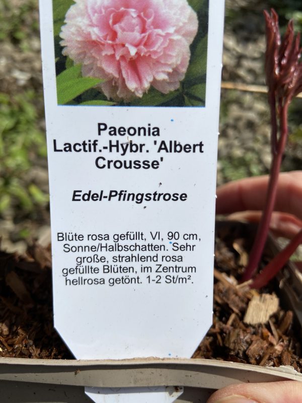 Paeonia lactiflora 'Albert Crousse'