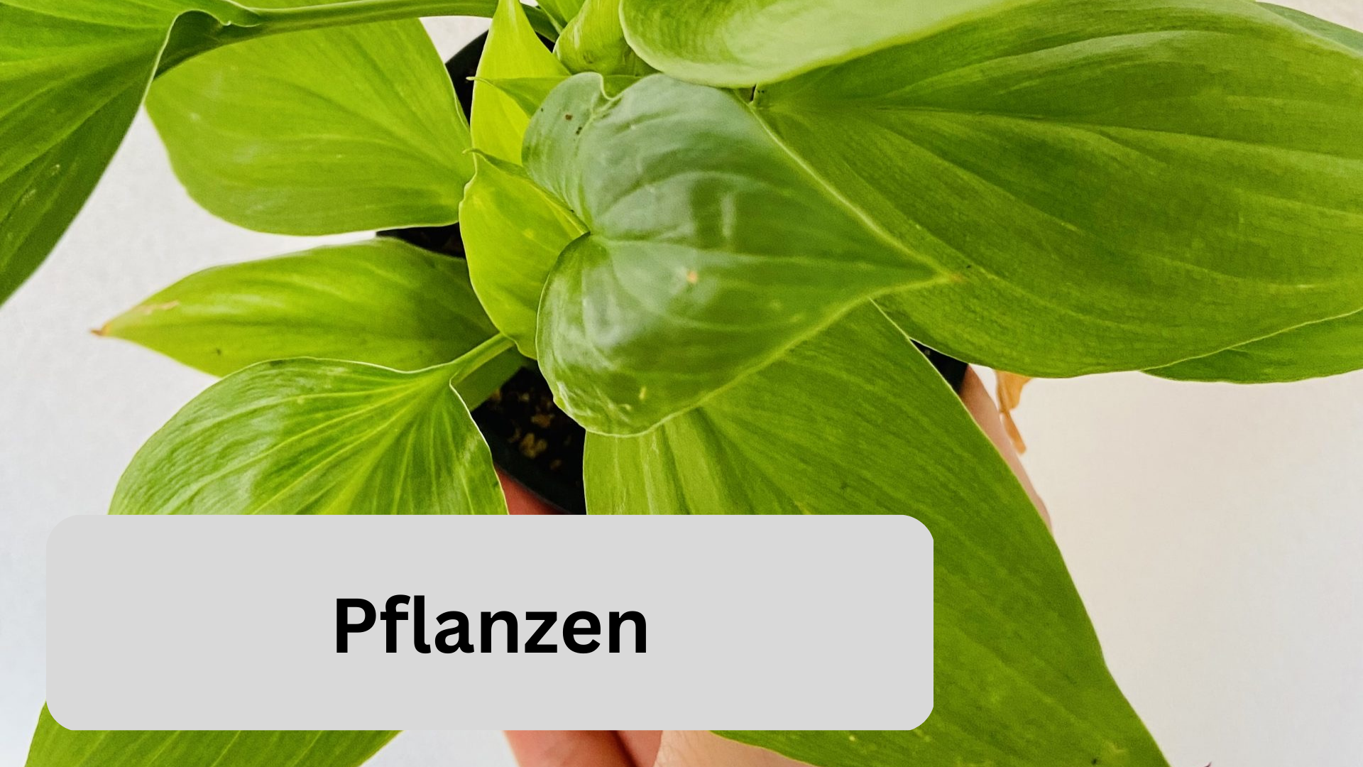 Bild mit Link von der Kategorie Pflanzen in unserem Pflanzenshop in Freiburg