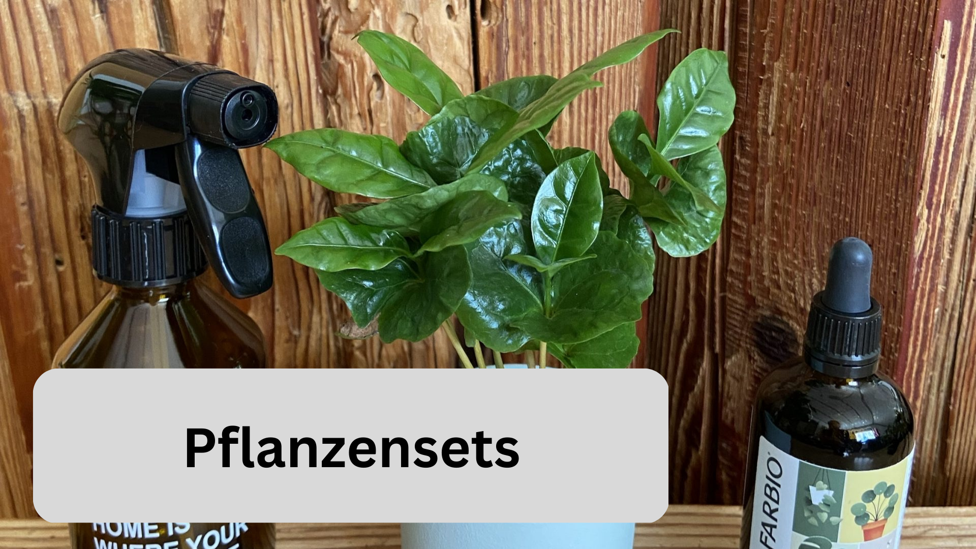 Bild mit Link von der Kategorie Pflanzensets in unserem Pflanzenshop in Freiburg