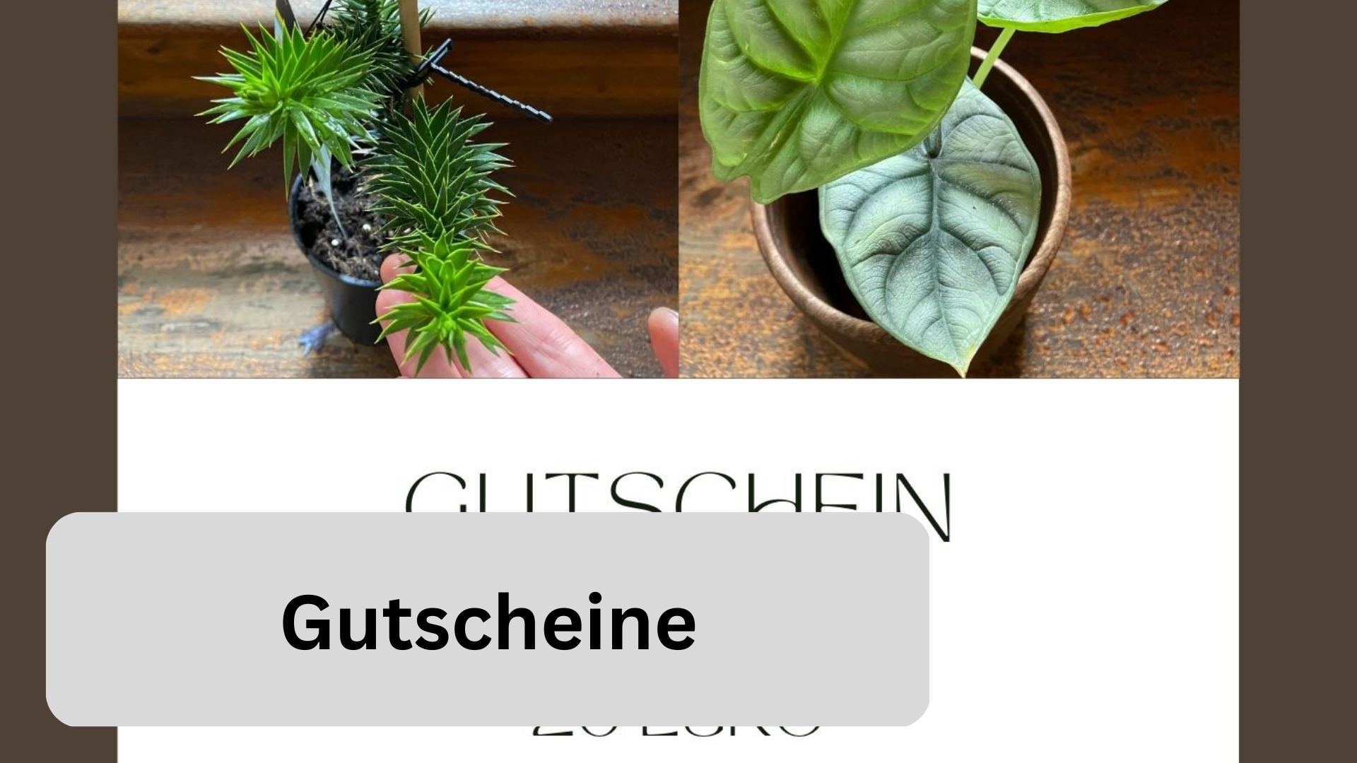 Bild mit Link von der Kategorie Gutscheine in unserem Pflanzenshop in Freiburg