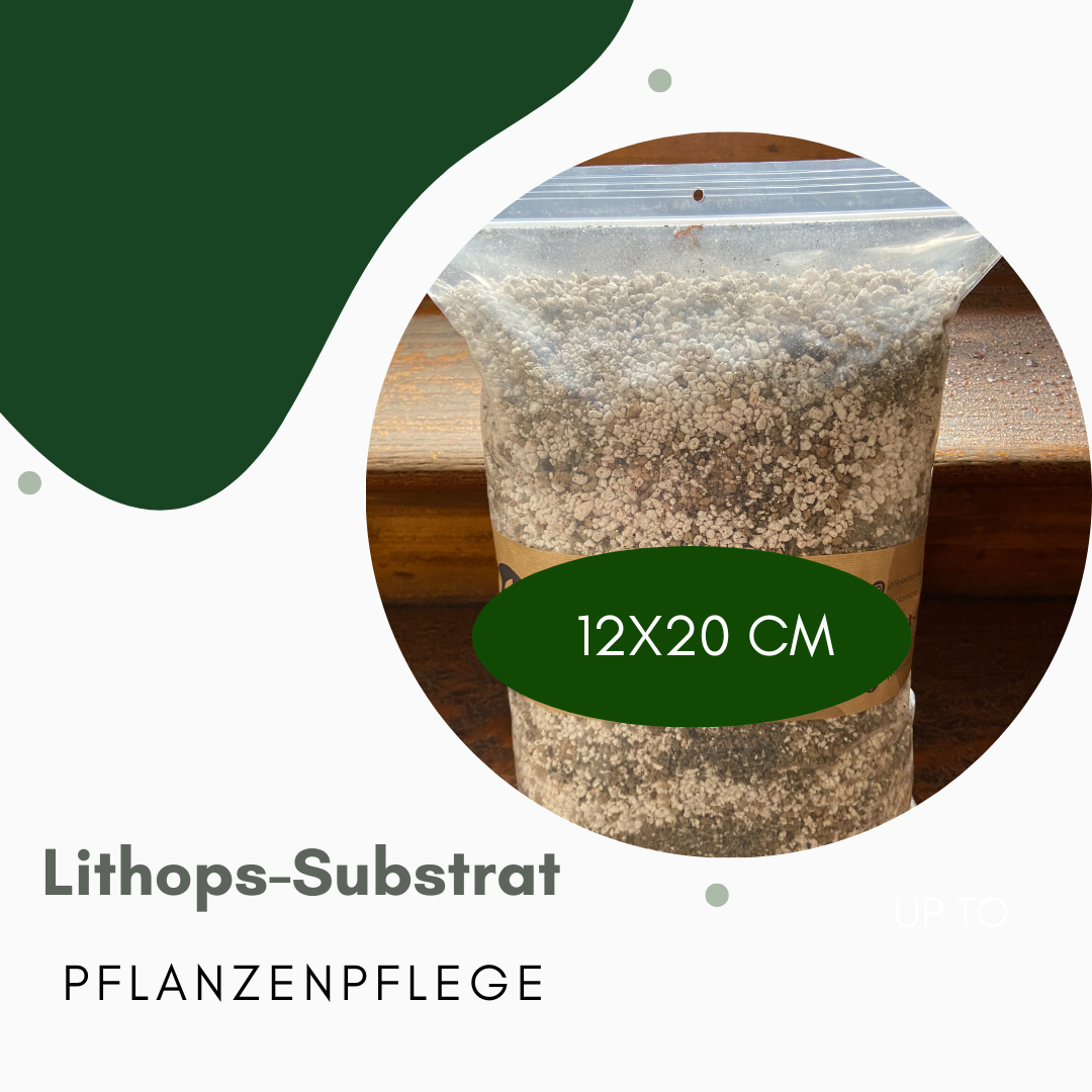 Substrat Pflanzen Lithops