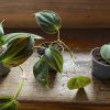 Pflanzenableger Philodendron scandens micans