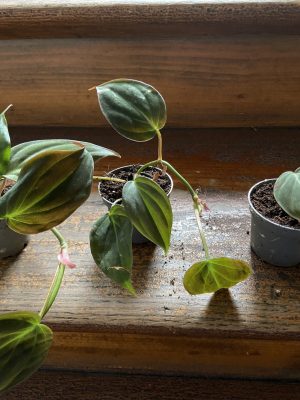 Pflanzenableger Philodendron scandens micans