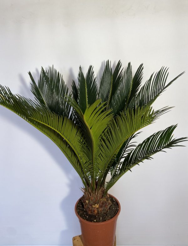 Palmfarn Sagopalme