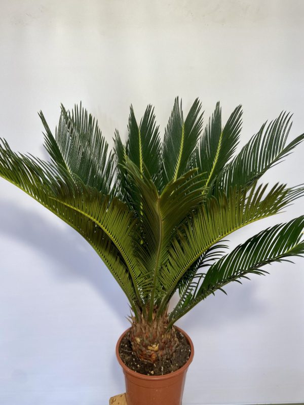 Palmfarn Sagopalme