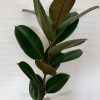 Ficus Elastica Robusta