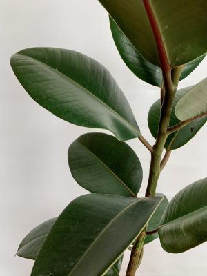 Ficus Elastica Robusta / Tineke