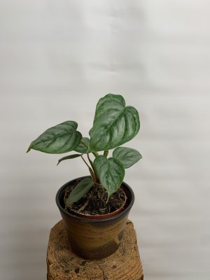 Philodendron sodiroi variegata